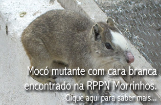 Clique na imagem para saber mais...